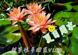 莲花宝鉴txt下载_(莲花宝鉴百度云txt)
