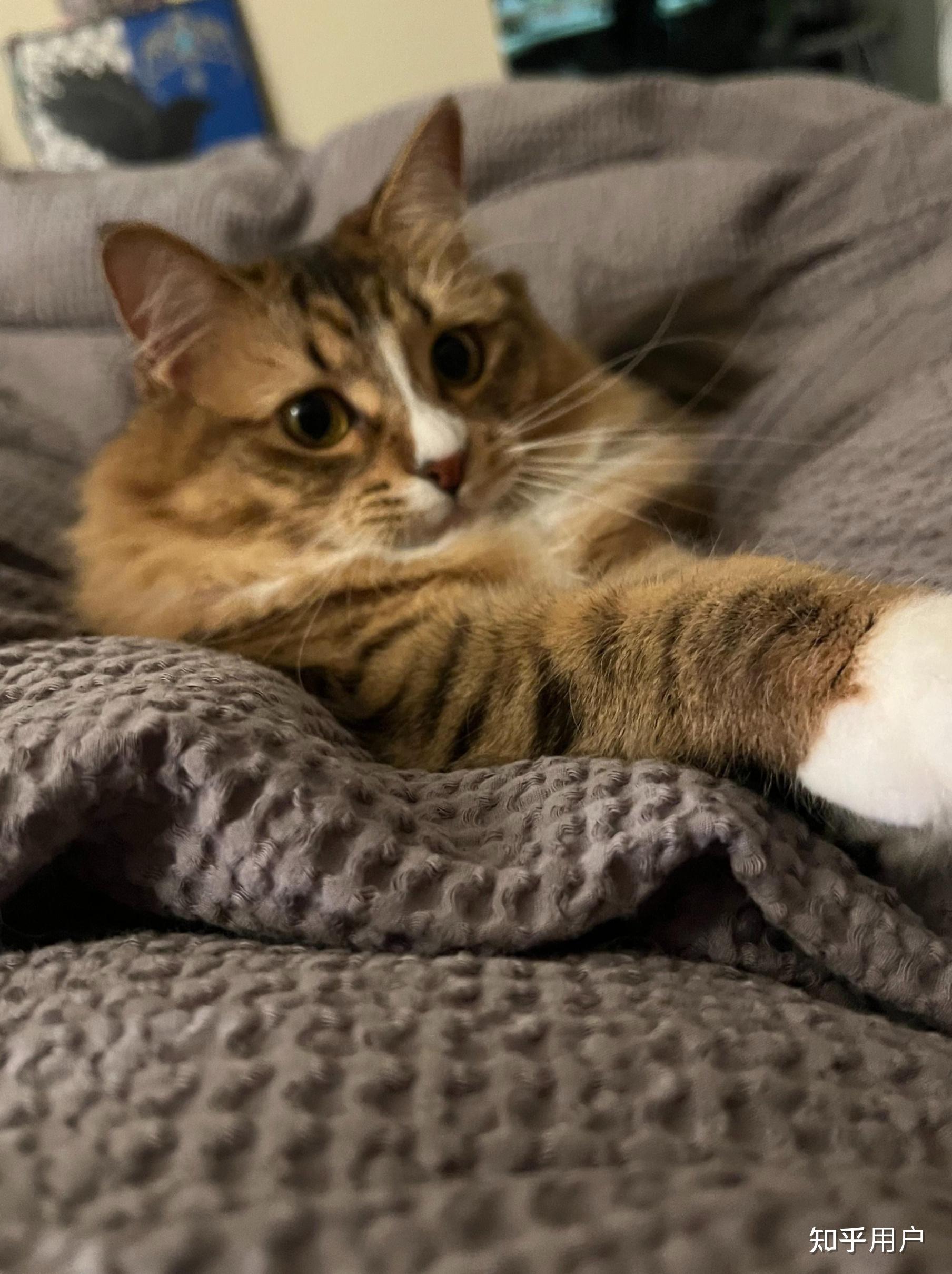 猫咪苹果下载-(猫咪苹果版ios下载官网)