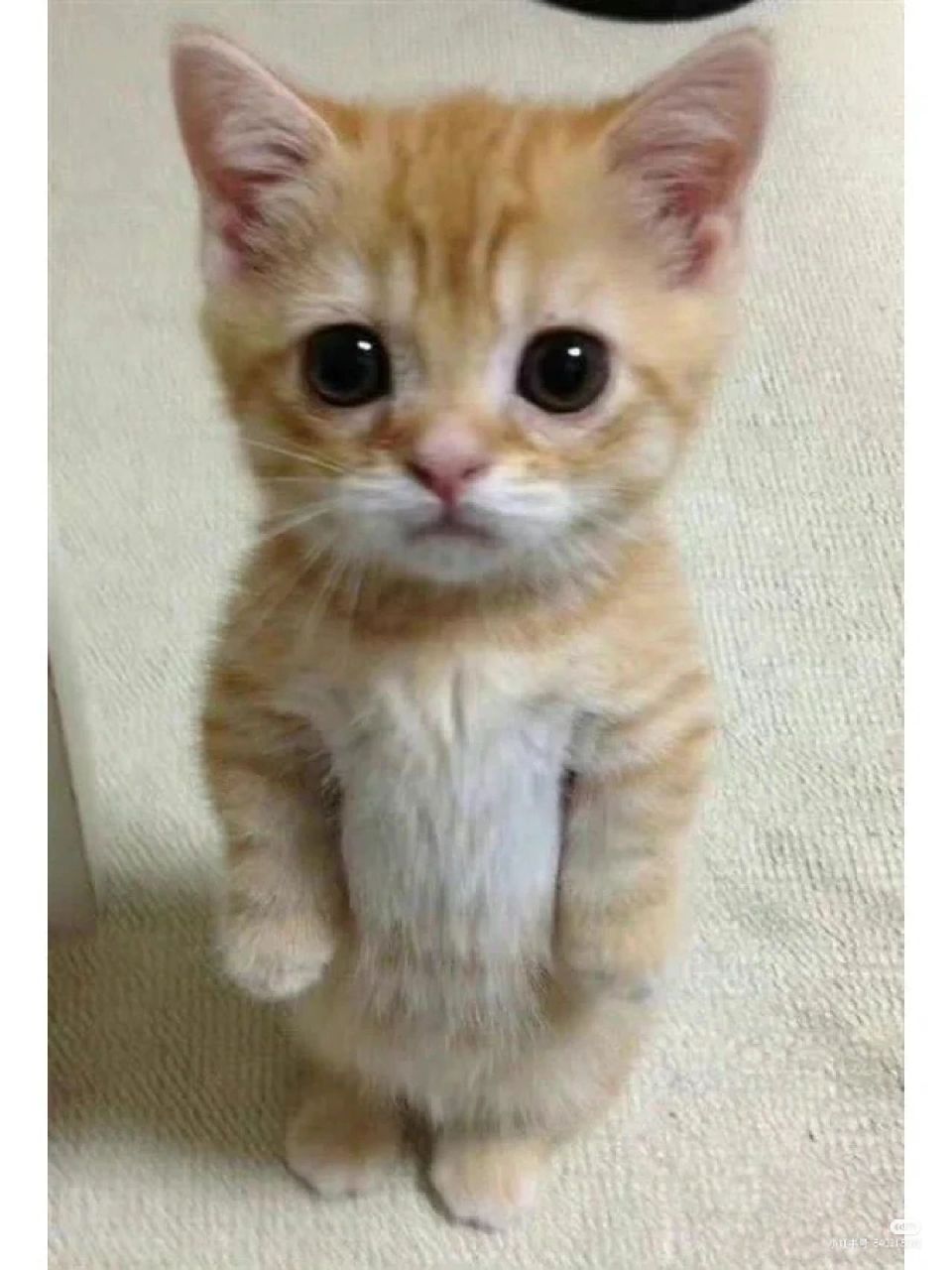 猫咪苹果下载-(猫咪苹果版ios下载官网)